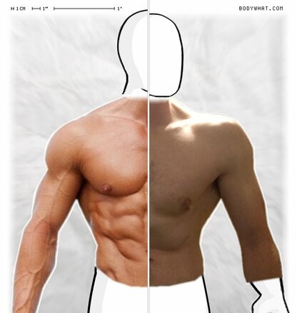 Torso Comparison