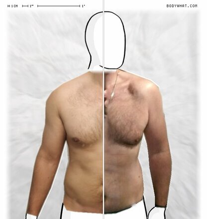 Torso Comparison