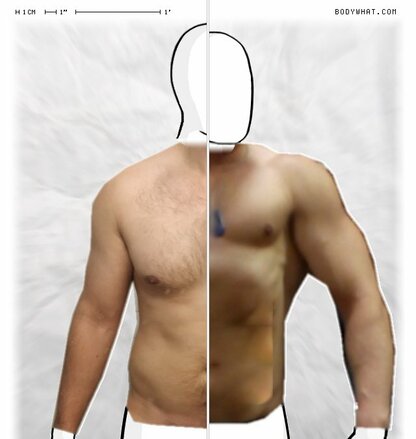 Torso Comparison