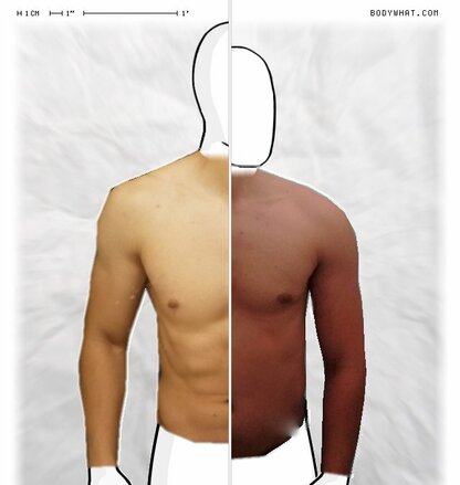 Torso Comparison