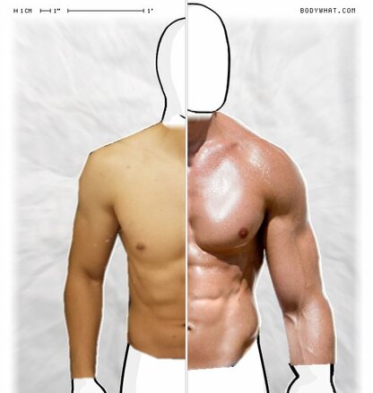 Torso Comparison