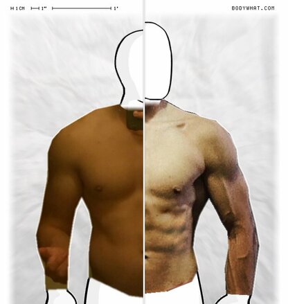 Torso Comparison