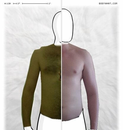 Torso Comparison