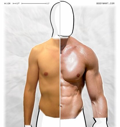 Torso Comparison