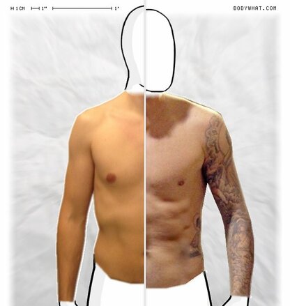 Torso Comparison