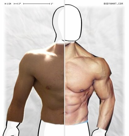 Torso Comparison