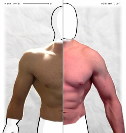 Torso Comparison