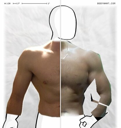 Torso Comparison