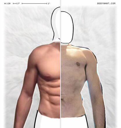 Torso Comparison