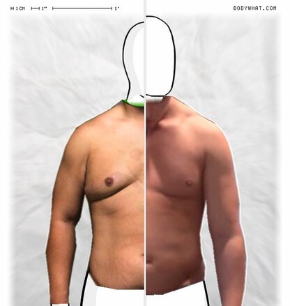 Torso Comparison