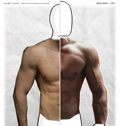 Torso Comparison