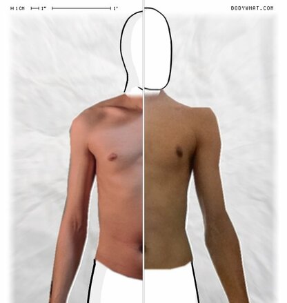 Torso Comparison