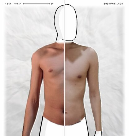 Torso Comparison