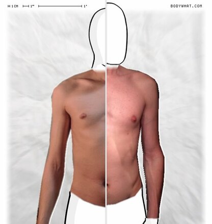 Torso Comparison