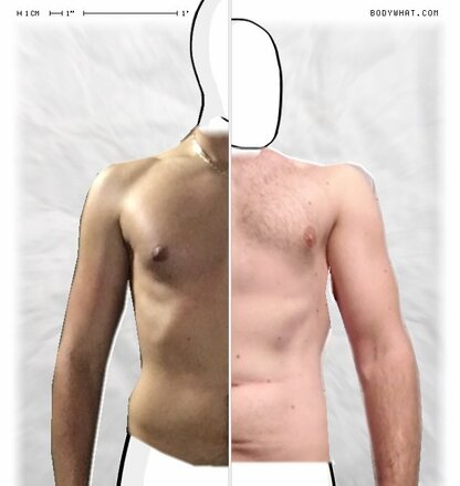 Torso Comparison