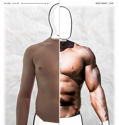 Torso Comparison