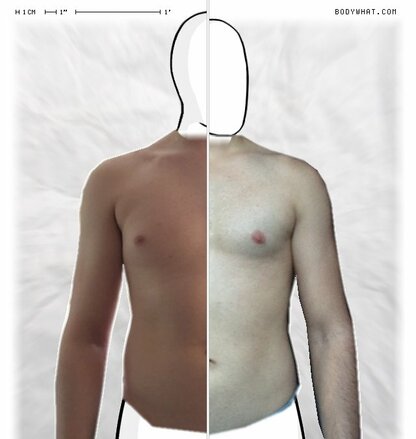 Torso Comparison