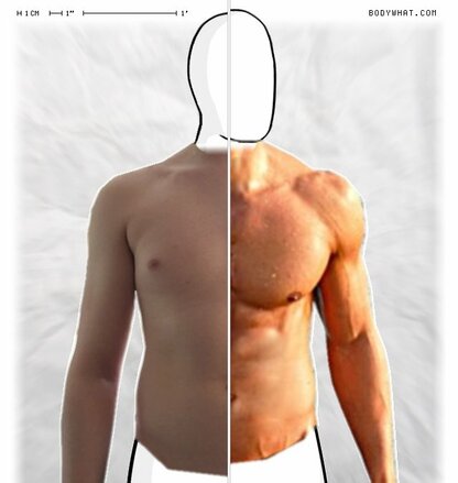 Torso Comparison