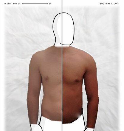 Torso Comparison