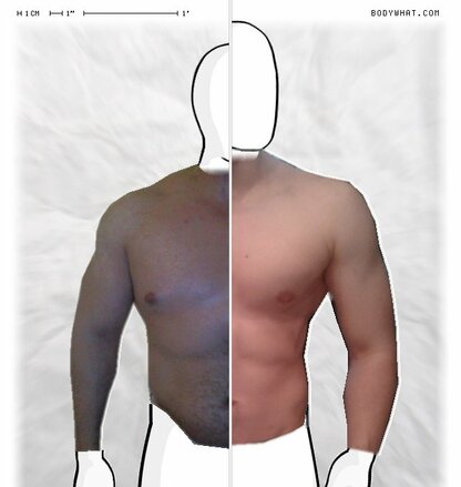 Torso Comparison