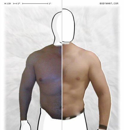 Torso Comparison