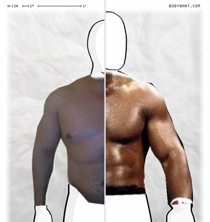 Torso Comparison