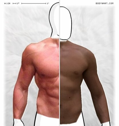 Torso Comparison