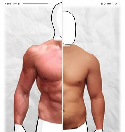 Torso Comparison