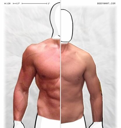 Torso Comparison