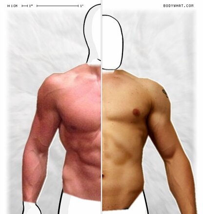 Torso Comparison
