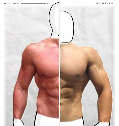 Torso Comparison