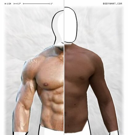 Torso Comparison