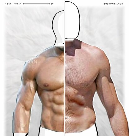 Torso Comparison