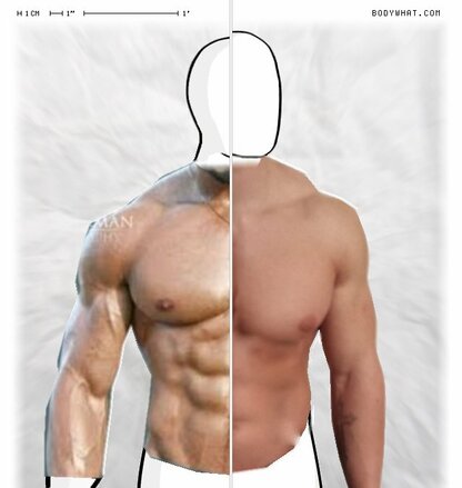 Torso Comparison