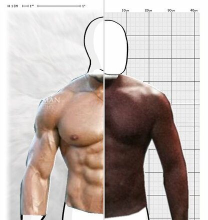 Torso Comparison