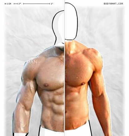 Torso Comparison