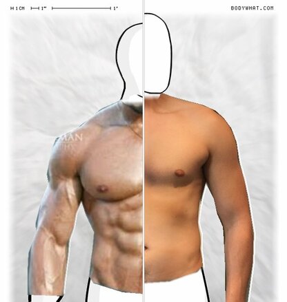 Torso Comparison