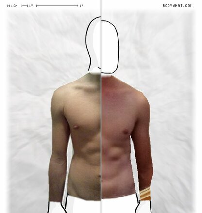 Torso Comparison