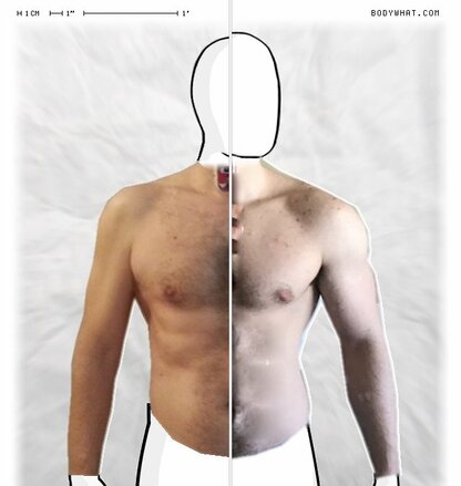 Torso Comparison