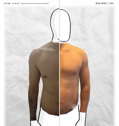 Torso Comparison