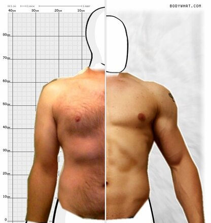 Torso Comparison
