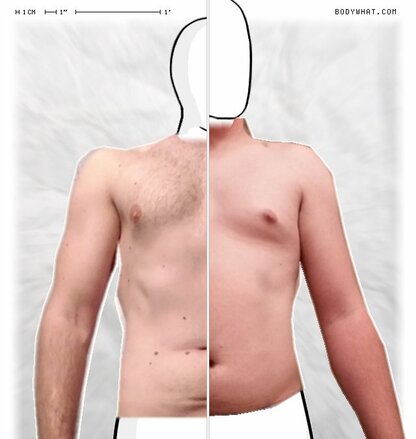 Torso Comparison