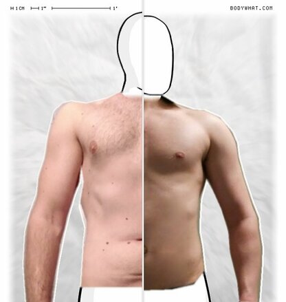 Torso Comparison