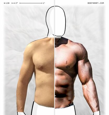 Torso Comparison