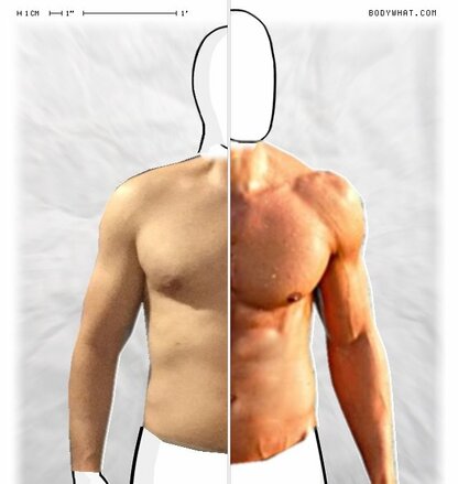 Torso Comparison