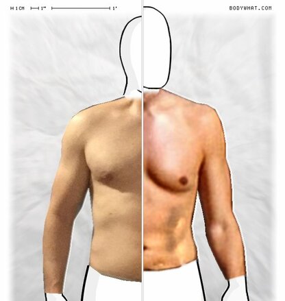 Torso Comparison