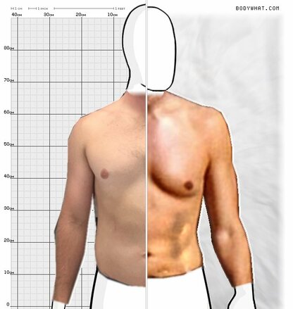 Torso Comparison