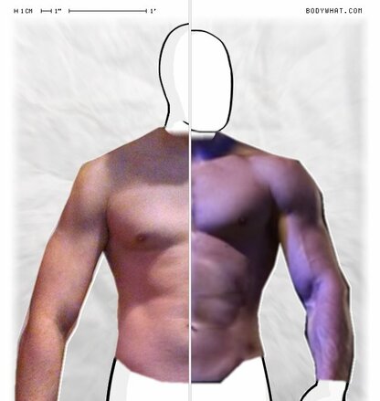 Torso Comparison