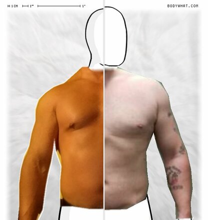 Torso Comparison