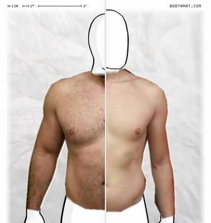 Torso Comparison